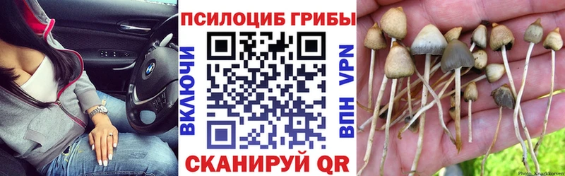 наркотики Волгодонск Псилоцибиновые грибы GOLDEN TEACHER