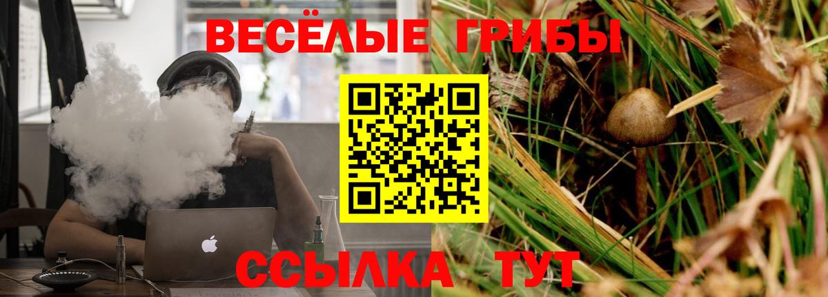 Галлюциногенные грибы Psilocybe Волгодонск
